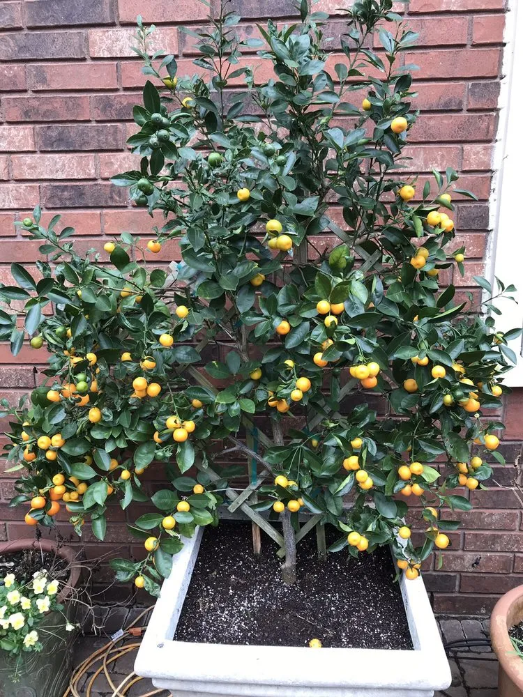 Affordable landscaping services for outdoor upgrades across Sugar Land, TX - Lawn John