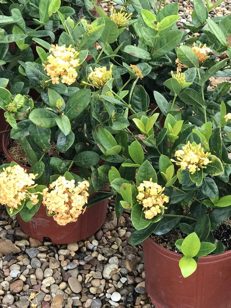 Top-rated landscape design with custom design in Sugar Land, TX by Lawn John