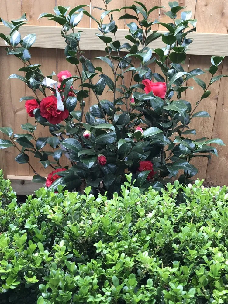 Reliable landscaping services in Sugar Land, TX - Lawn John