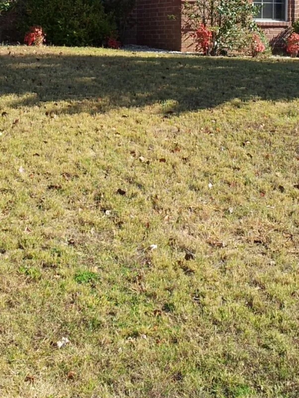 Professional lawn care service experts serving Olive Branch, MS - Lawn Jox