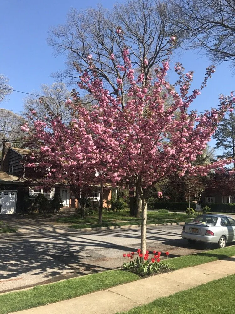 Expert landscaping services experts serving Wantagh, NY - Lawn King Design & Maintenance