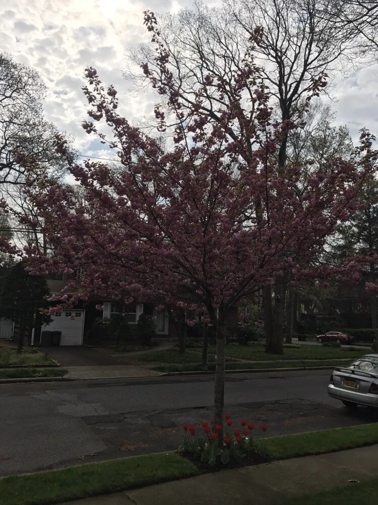 Local yard maintenance in Wantagh, NY - Lawn King Design & Maintenance