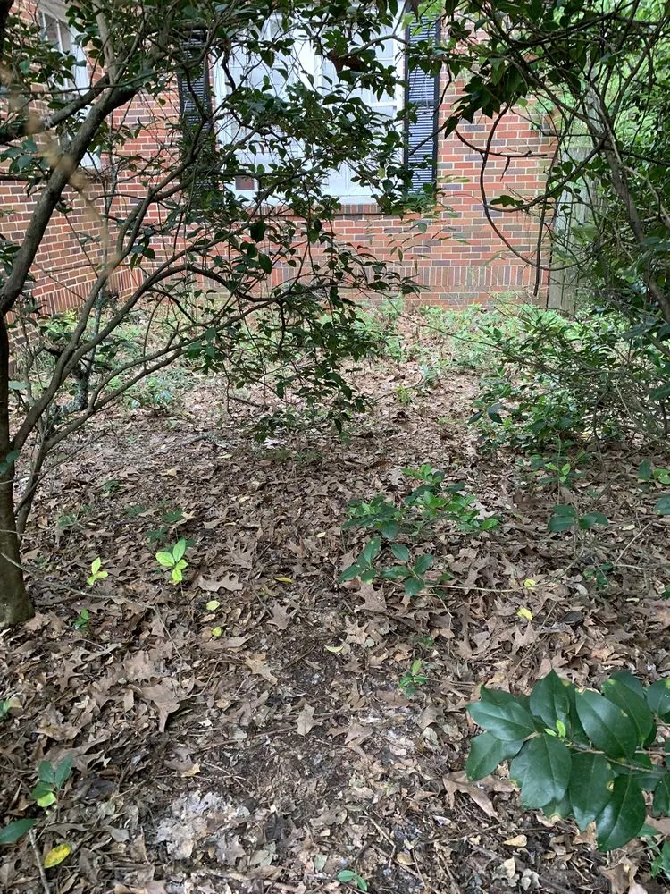 Reliable yard cleanup service in Montgomery, AL - Lawn King