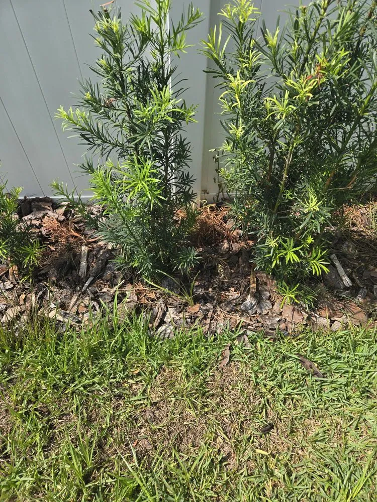 Expert lawn mowing service in Daytona Beach, FL by Lawn Kingz Lawn And Tree Service