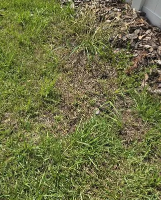 Lawn Kingz Lawn And Tree Service Logo