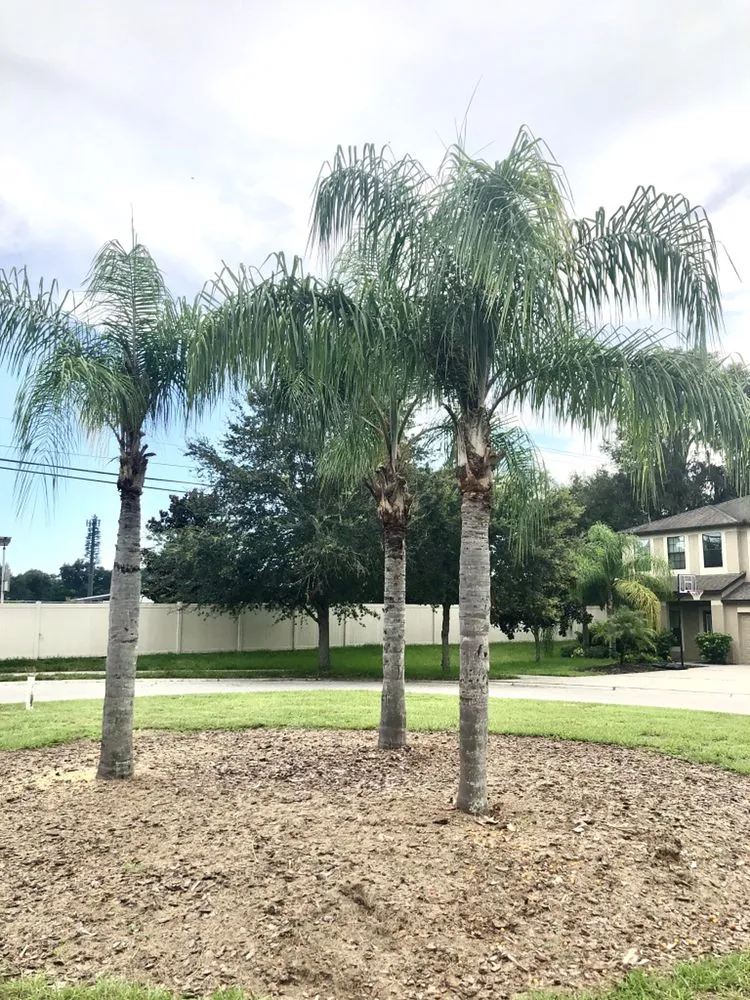 Custom lawn care service in Brandon, FL - Lawn Klippers