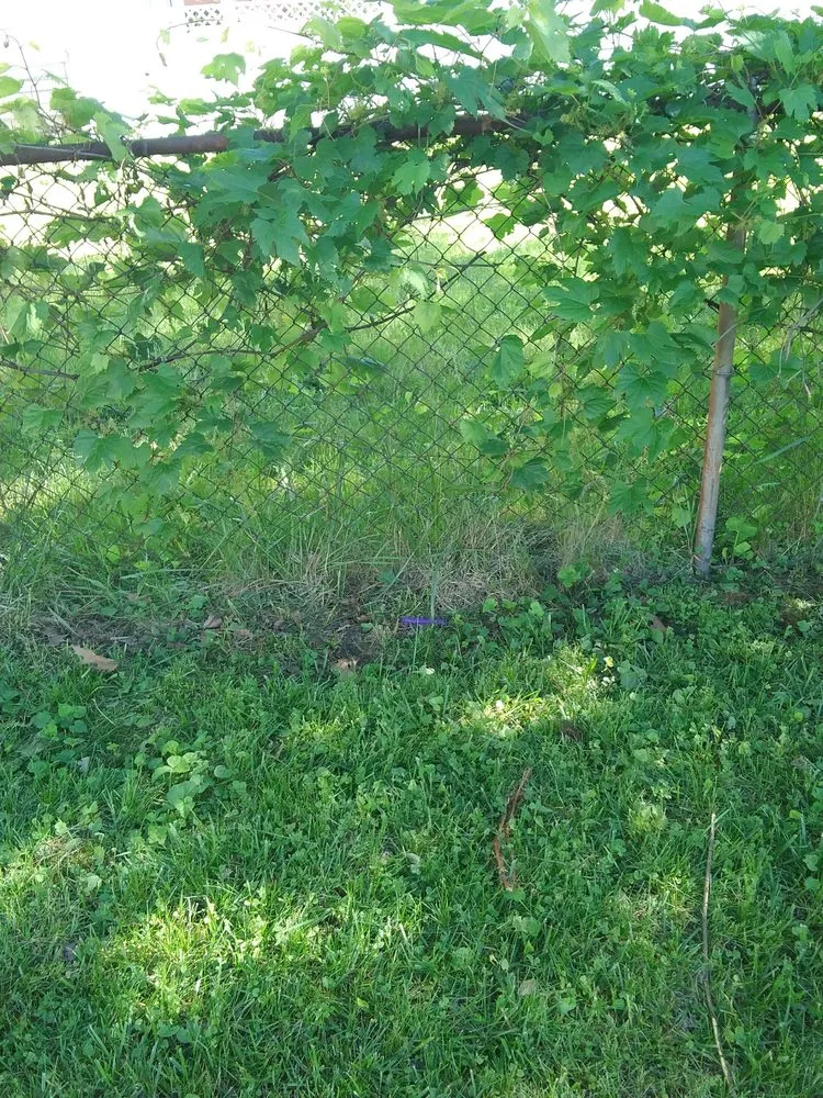 Professional yard maintenance experts serving Garden City, MI - Lawn Life Landscape