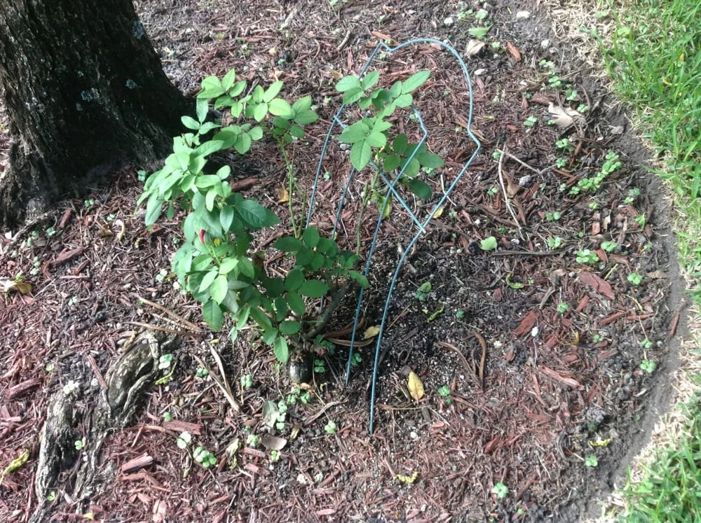 Affordable yard maintenance in Davie, FL by Lawn Logic