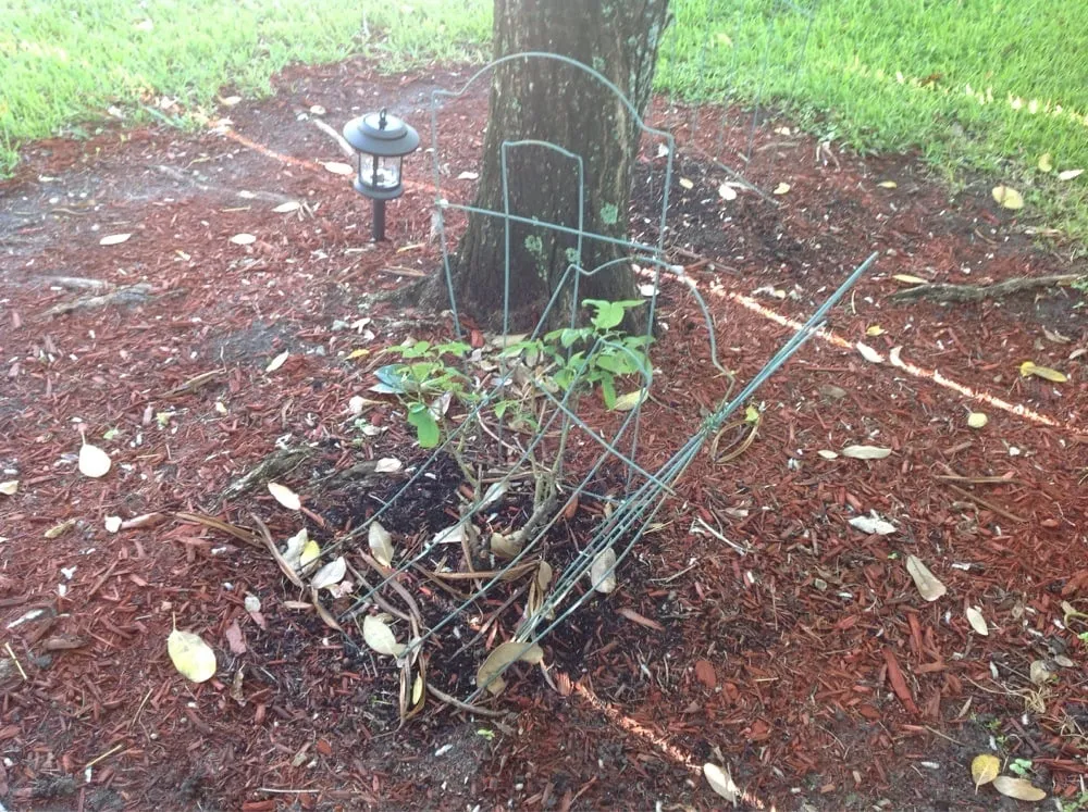 Professional yard cleanup service experts serving Davie, FL - Lawn Logic