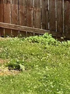 Professional landscaping services for outdoor upgrades in St. Louis, MO by Lawn Love Lawn Care - St Louis