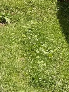 Top-rated yard cleanup service in St. Louis, MO by Lawn Love Lawn Care - St Louis