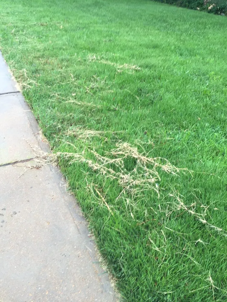 Affordable landscape installation experts serving St. Louis, MO - Lawn Love Lawn Care - St Louis