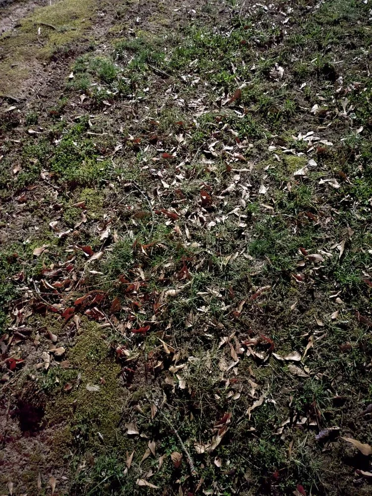 Trusted lawn mowing service with custom design in Atlanta, GA by Lawn Love Lawn Care