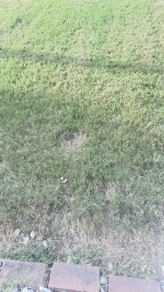 Affordable yard maintenance near you across Atlanta, GA - Lawn Love Lawn Care