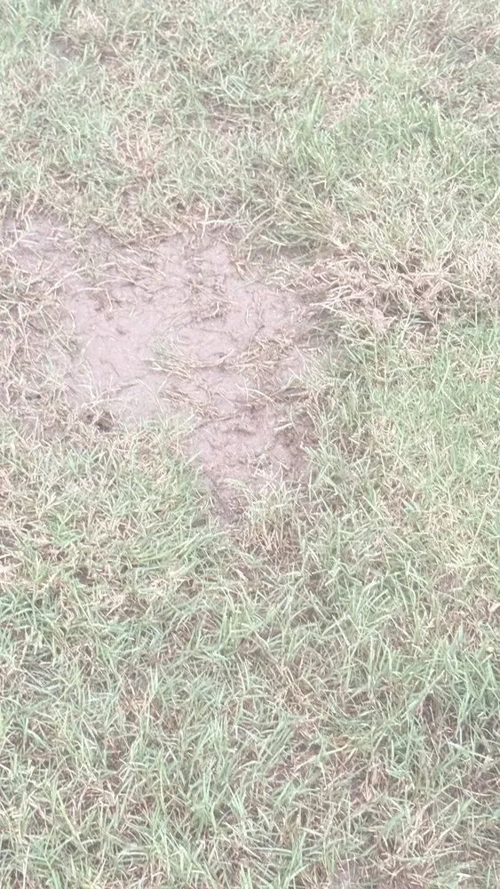 Local landscaping services in Atlanta, GA - Lawn Love Lawn Care