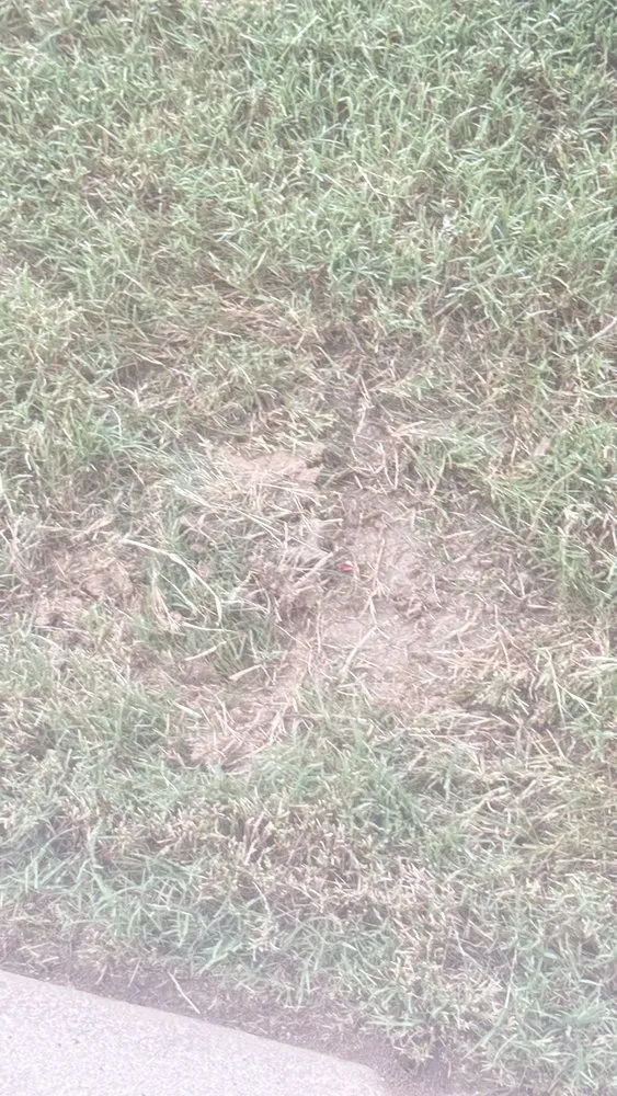 Affordable outdoor landscaping for beautiful yards in Atlanta, GA by Lawn Love Lawn Care