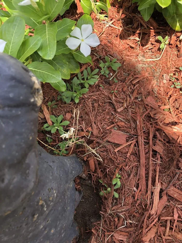 Top-rated garden landscaping in Augusta, GA - Lawn Love Lawn Care