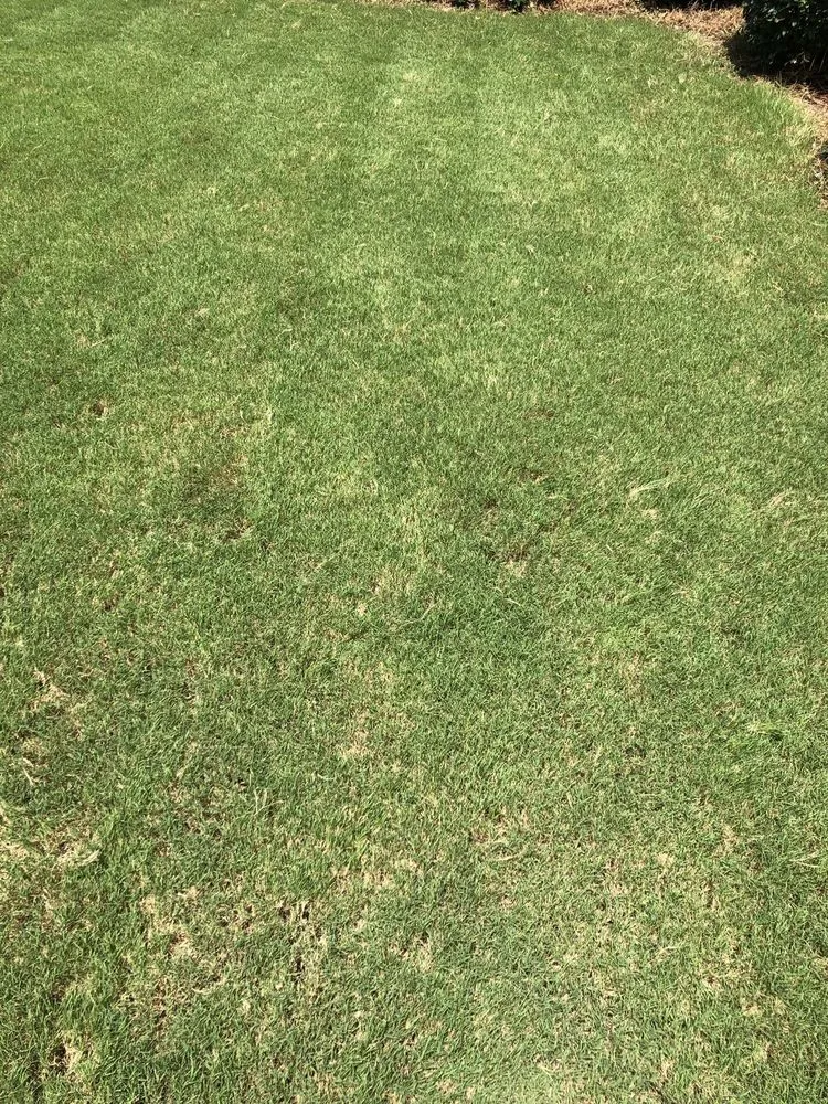 Custom lawn care service in Augusta, GA - Lawn Love Lawn Care