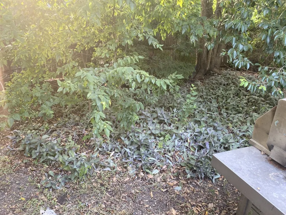 Trusted landscape design in Austin, TX by Lawn Love Lawn Care