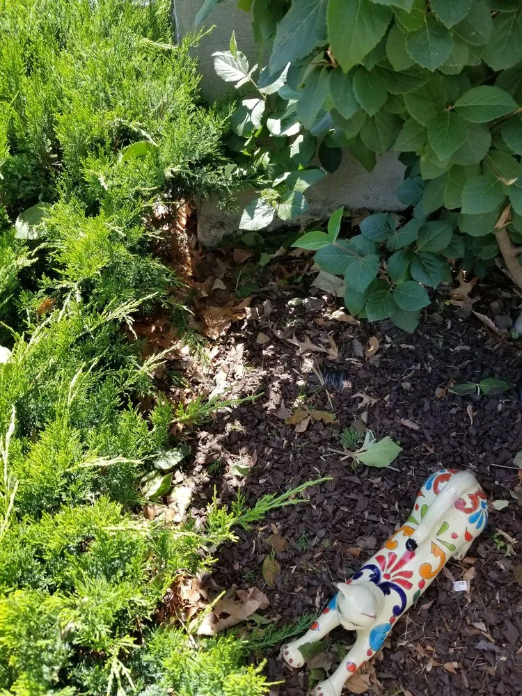 Professional yard maintenance in Baltimore, MD - Lawn Love Lawn Care