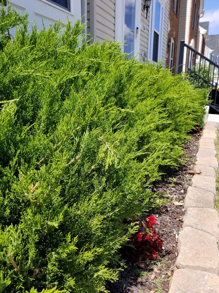 Custom landscaping services in Baltimore, MD - Lawn Love Lawn Care