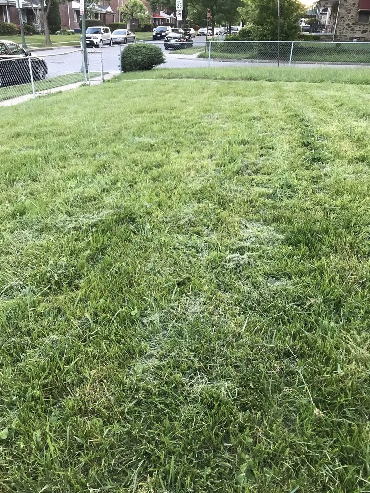 Top-rated landscaping services in Baltimore, MD - Lawn Love Lawn Care