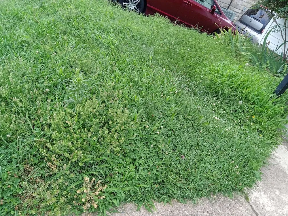 Affordable landscaping services in Baltimore, MD - Lawn Love Lawn Care