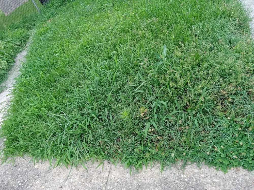 Reliable lawn mowing service for homes across Baltimore, MD - Lawn Love Lawn Care