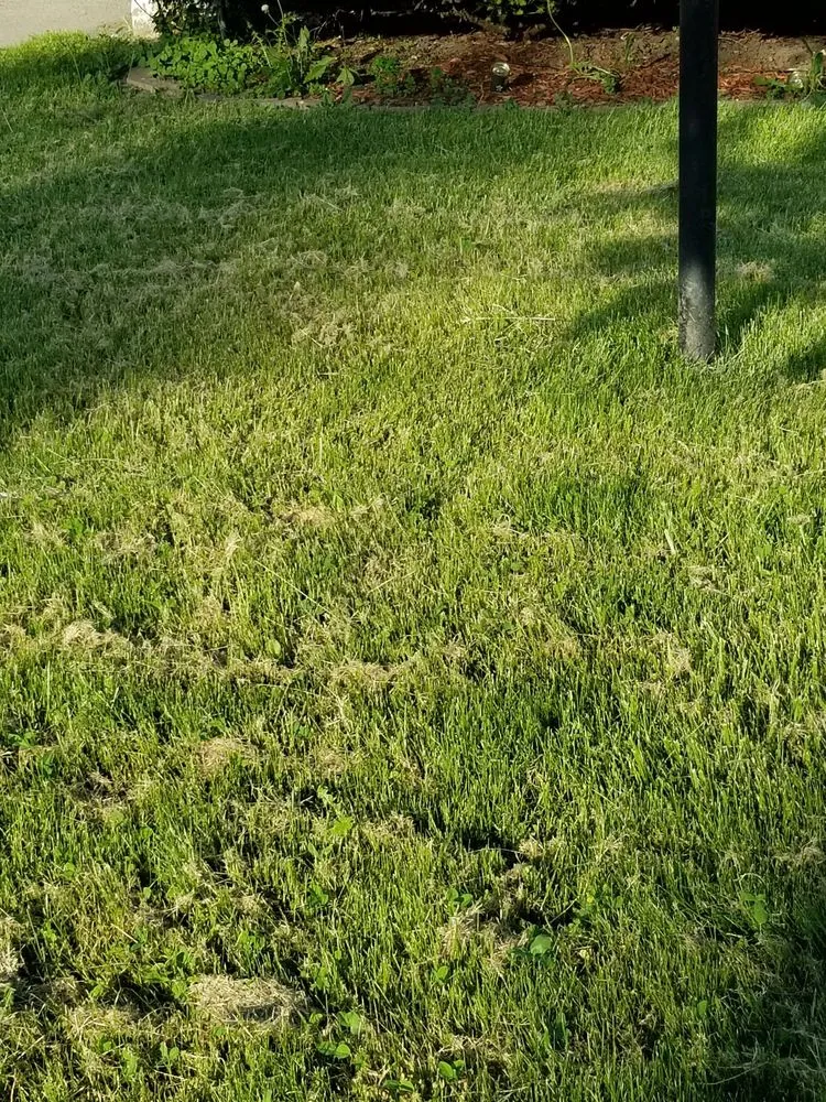 Trusted lawn care service experts serving Buffalo, NY - Lawn Love Lawn Care