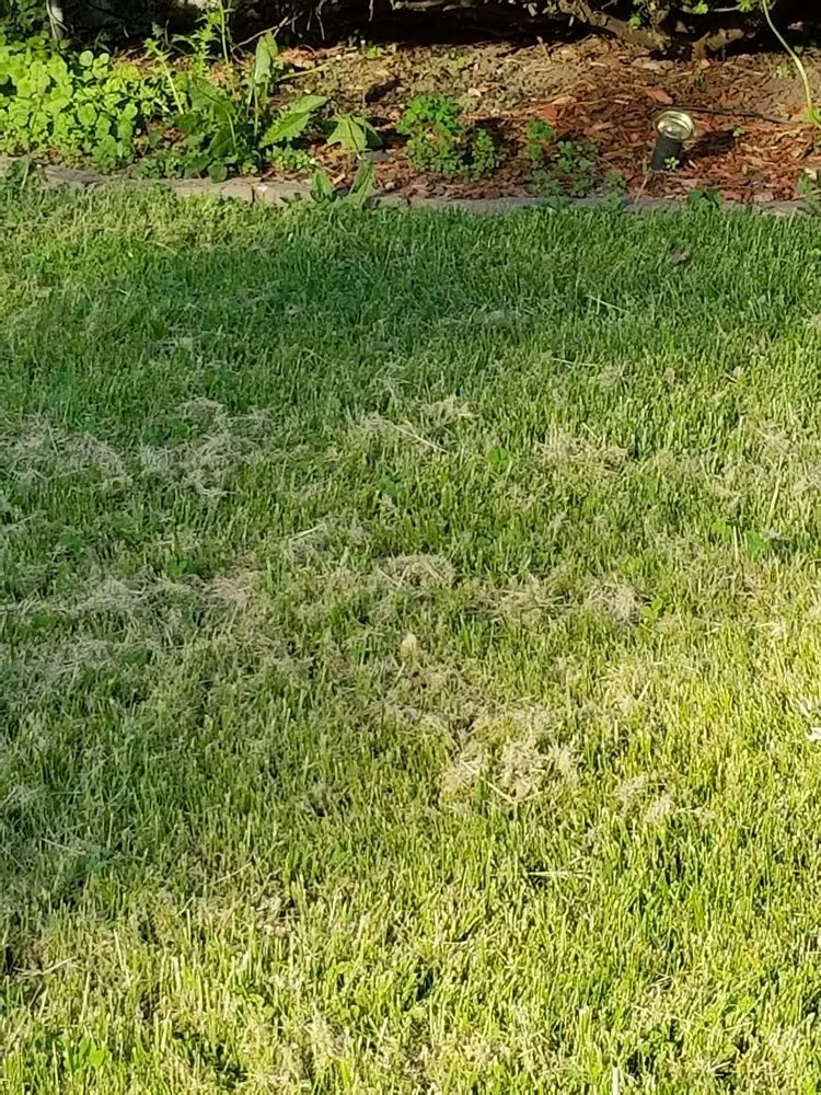 Reliable lawn mowing service for homes in Buffalo, NY by Lawn Love Lawn Care