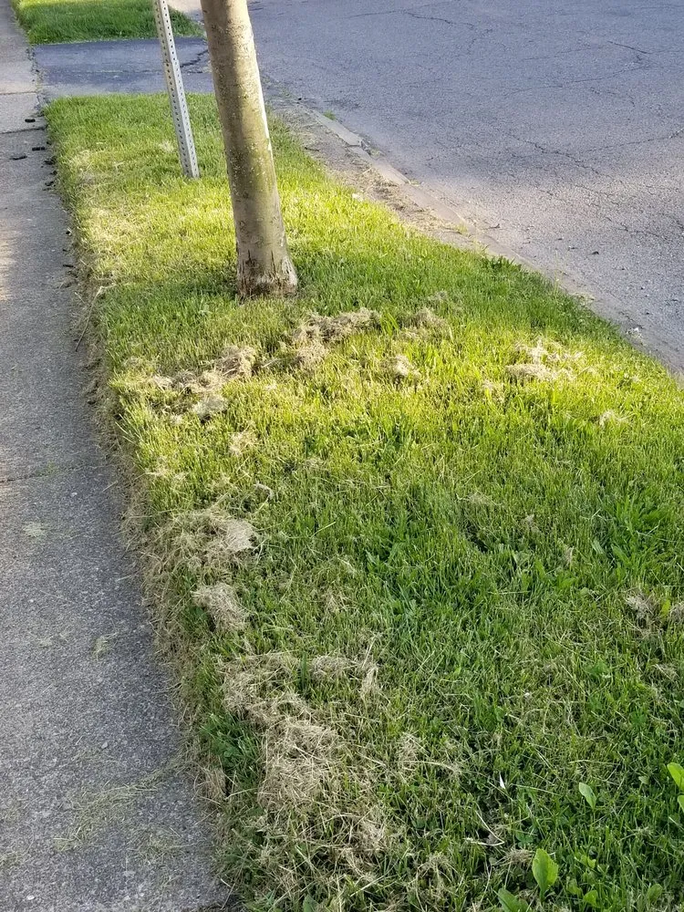 Affordable landscape installation in Buffalo, NY - Lawn Love Lawn Care