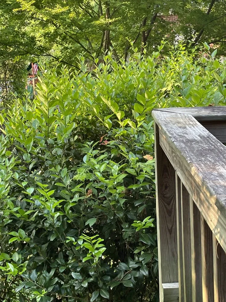 Trusted landscaping services for residential properties in Columbia, SC by Lawn Love Lawn Care