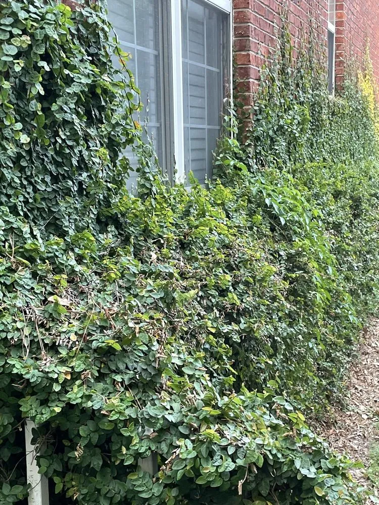 Local yard cleanup service for beautiful yards across Columbia, SC - Lawn Love Lawn Care