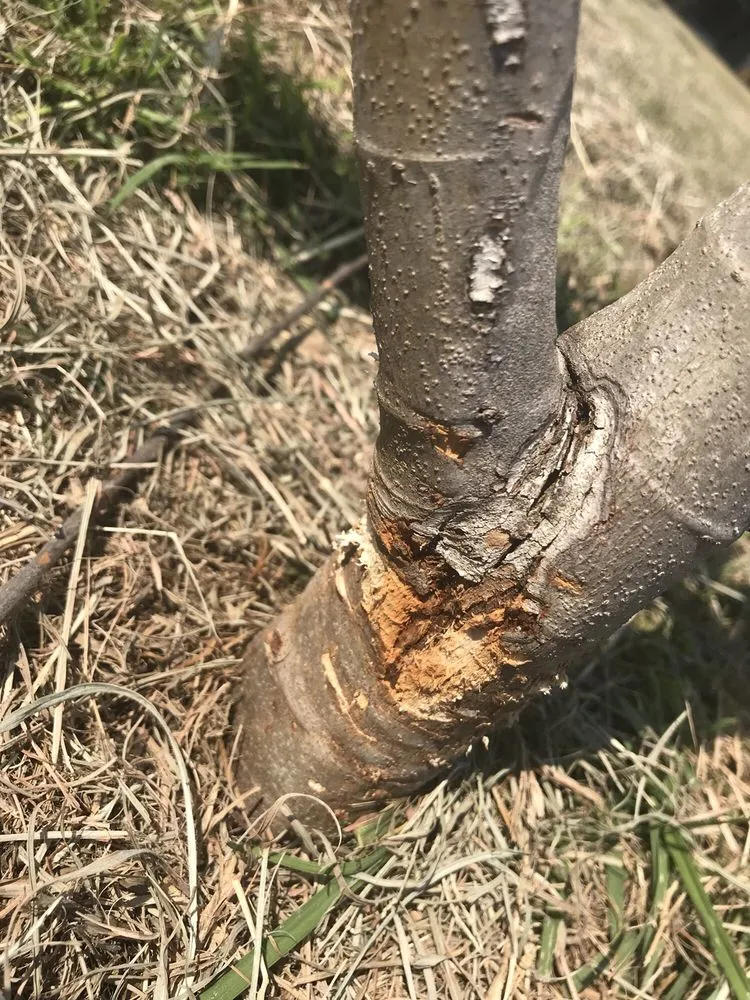 Top-rated residential landscaping for residential properties in Dallas, TX by Lawn Love Lawn Care