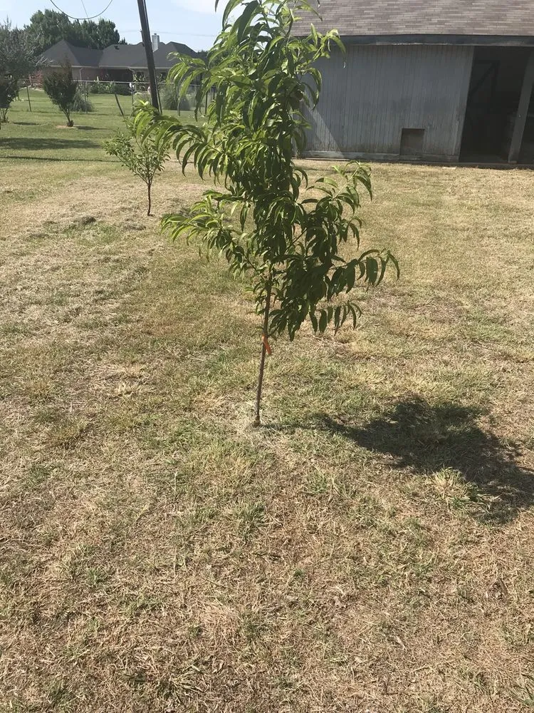 Professional landscape installation for beautiful yards across Dallas, TX - Lawn Love Lawn Care