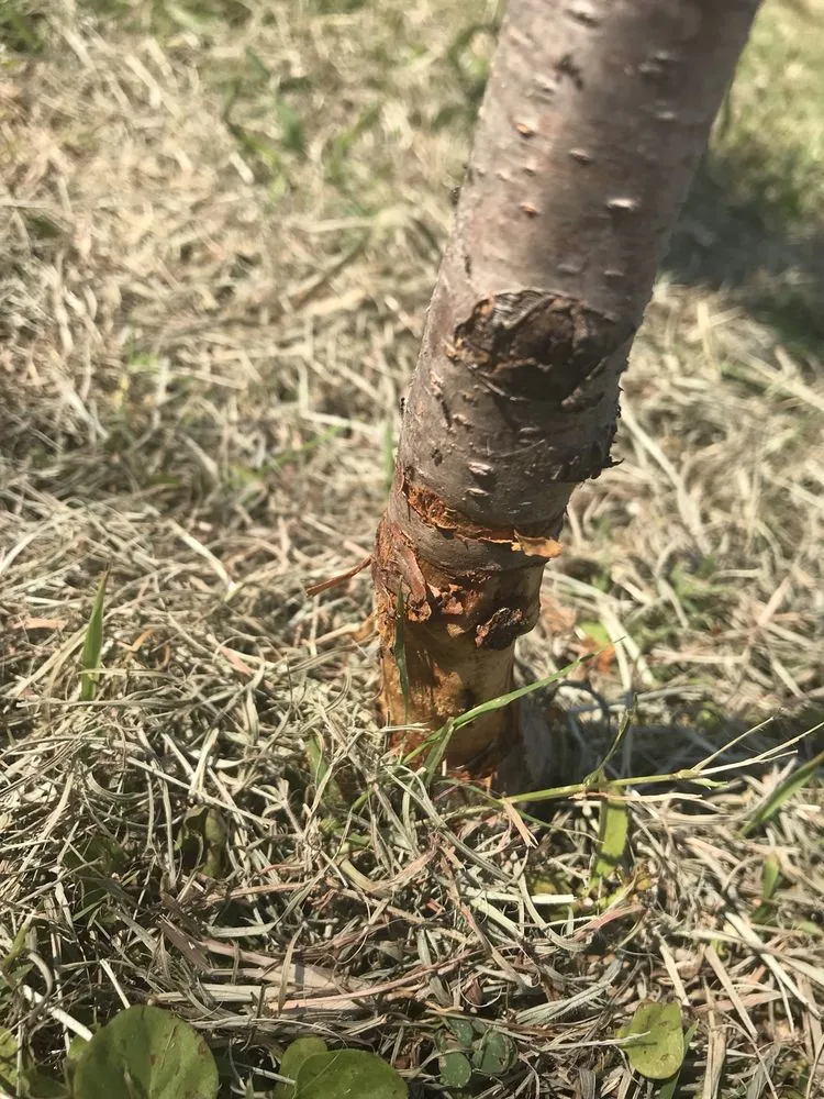 Trusted garden landscaping for residential properties in Dallas, TX by Lawn Love Lawn Care