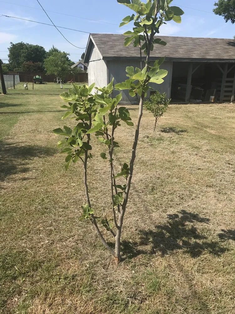 Affordable landscape design for outdoor upgrades in Dallas, TX by Lawn Love Lawn Care