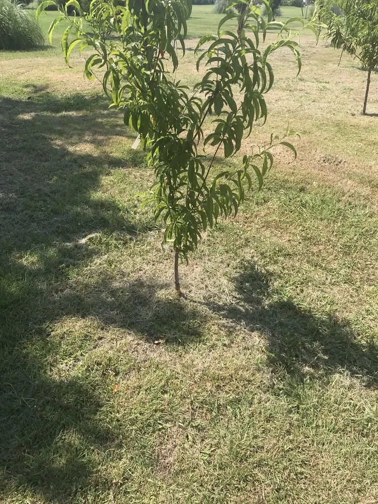 Top-rated yard cleanup service for year-round maintenance in Dallas, TX by Lawn Love Lawn Care