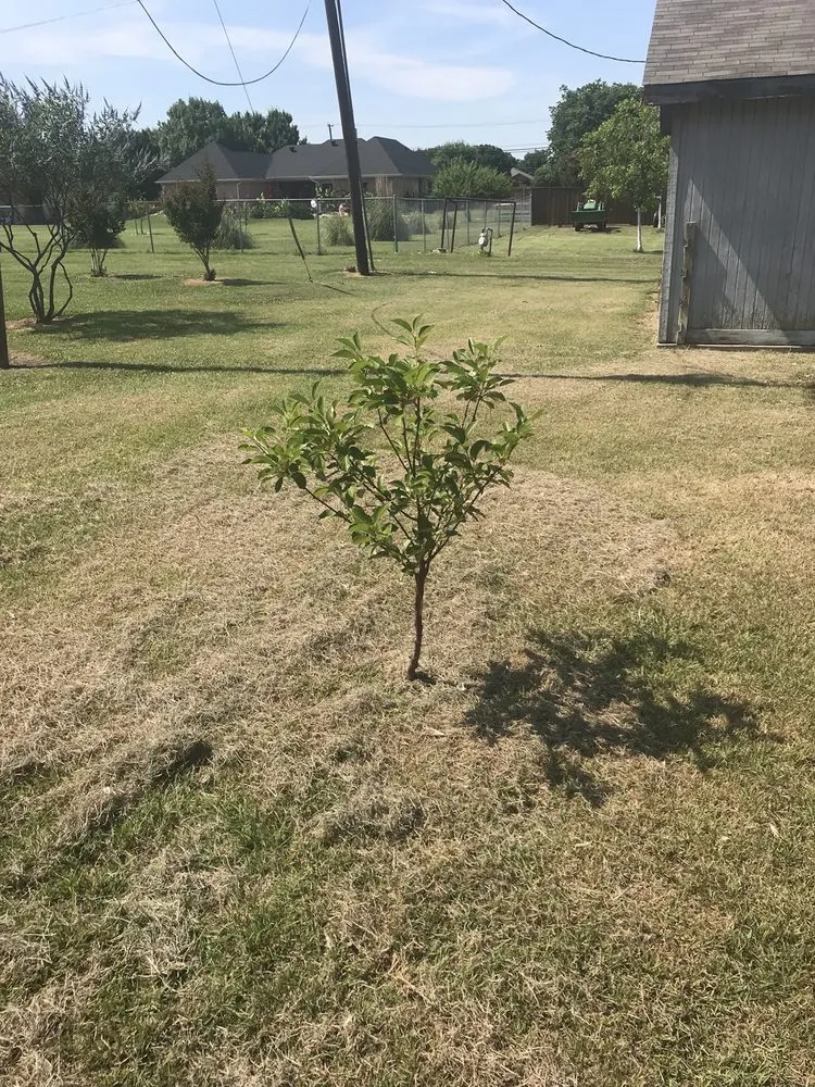 Affordable garden landscaping in Dallas, TX by Lawn Love Lawn Care