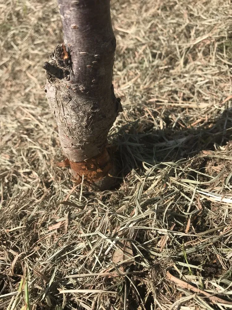 Professional residential landscaping in Dallas, TX - Lawn Love Lawn Care