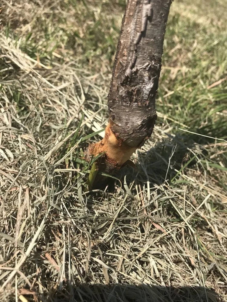 Trusted residential landscaping in Dallas, TX - Lawn Love Lawn Care