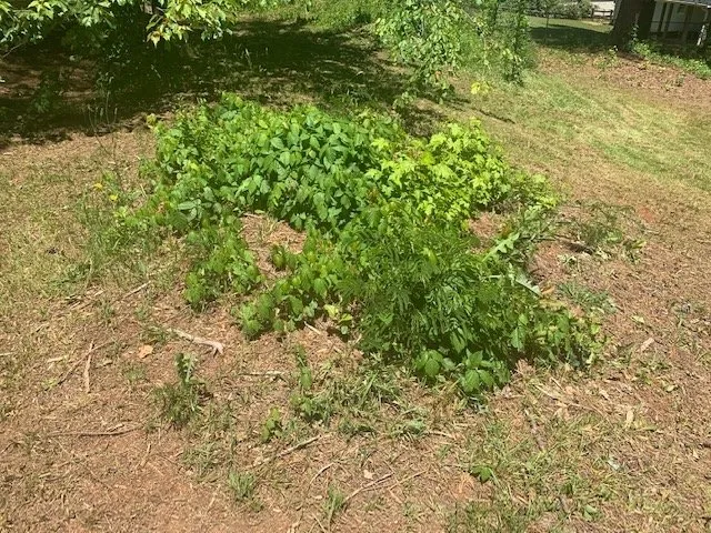 Professional landscaping services in Greenville, SC - Lawn Love Lawn Care