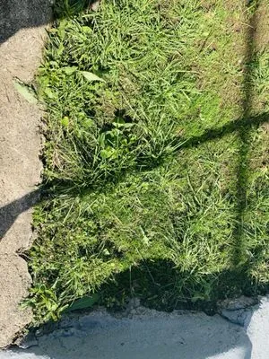 Lawn Love Lawn Care Logo