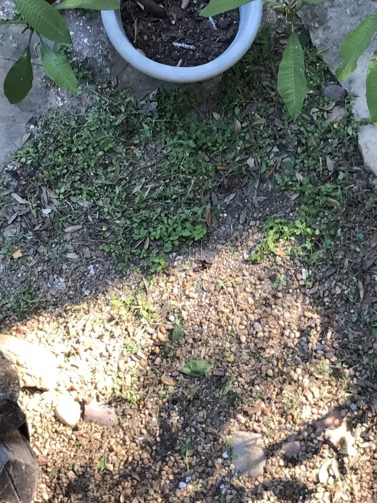 Local outdoor landscaping experts serving Houston, TX - Lawn Love Lawn Care