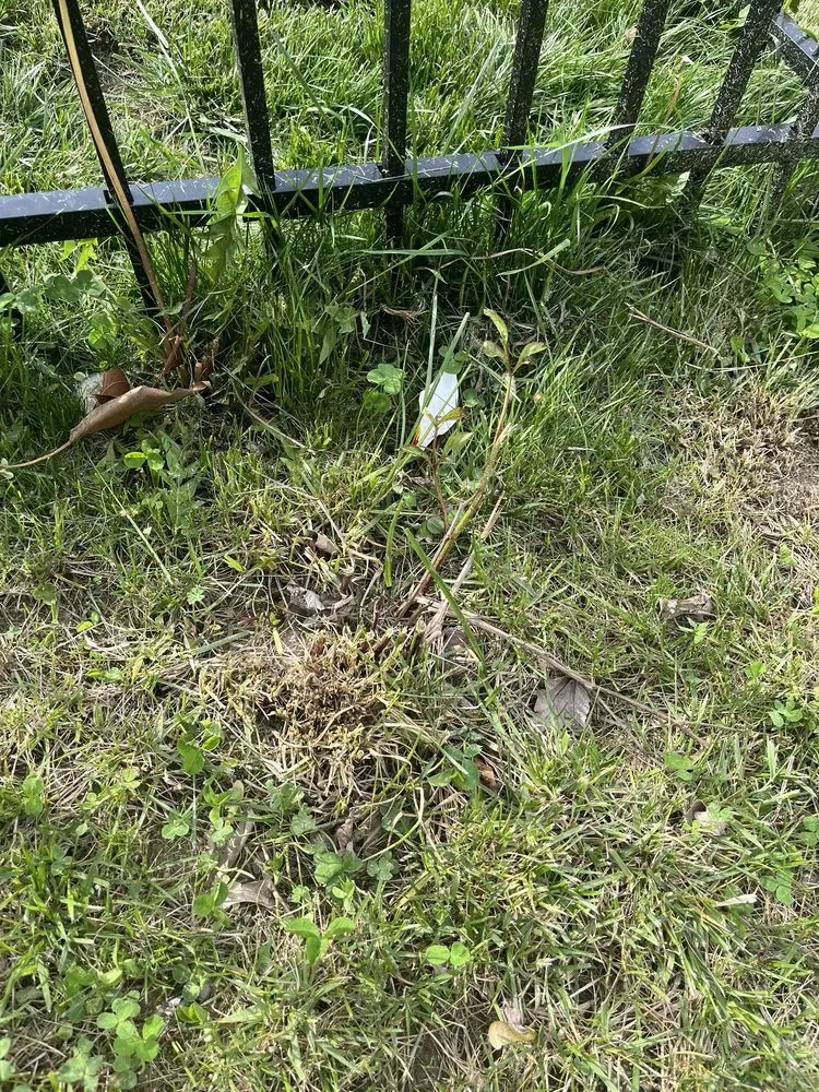 Reliable yard maintenance in Indianapolis, IN by Lawn Love Lawn Care