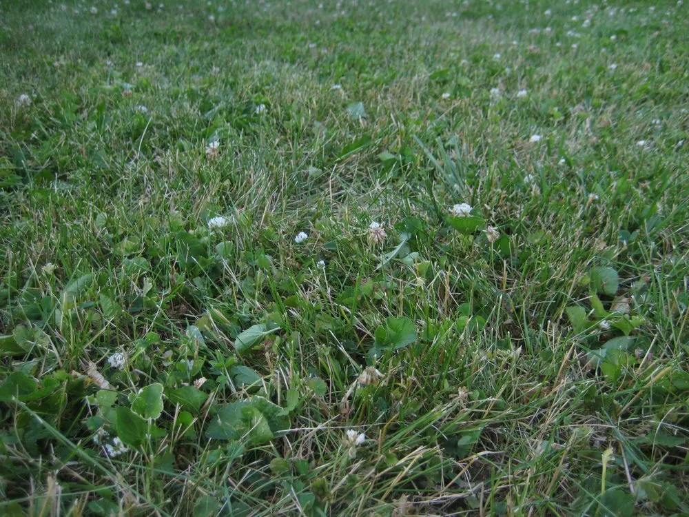 Affordable garden landscaping in Indianapolis, IN - Lawn Love Lawn Care
