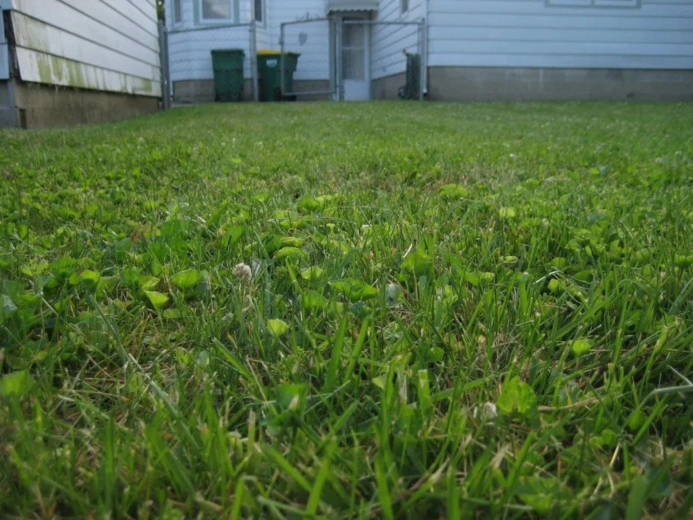 Professional landscaping services with custom design across Indianapolis, IN - Lawn Love Lawn Care