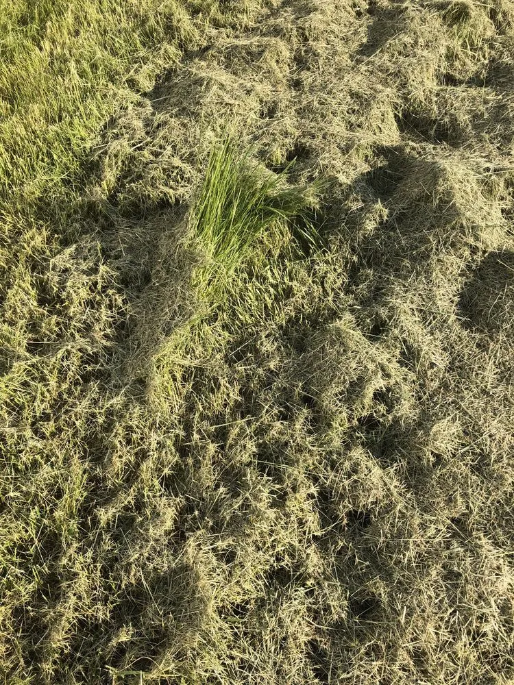 Trusted yard cleanup service experts serving Indianapolis, IN - Lawn Love Lawn Care