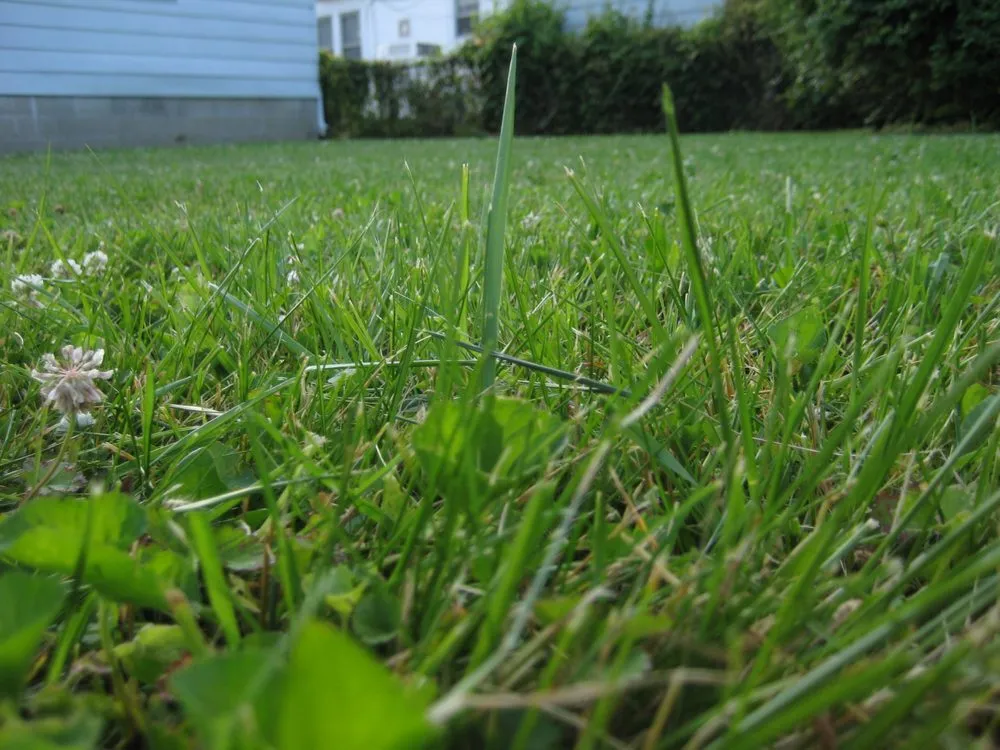 Custom residential landscaping experts serving Indianapolis, IN - Lawn Love Lawn Care