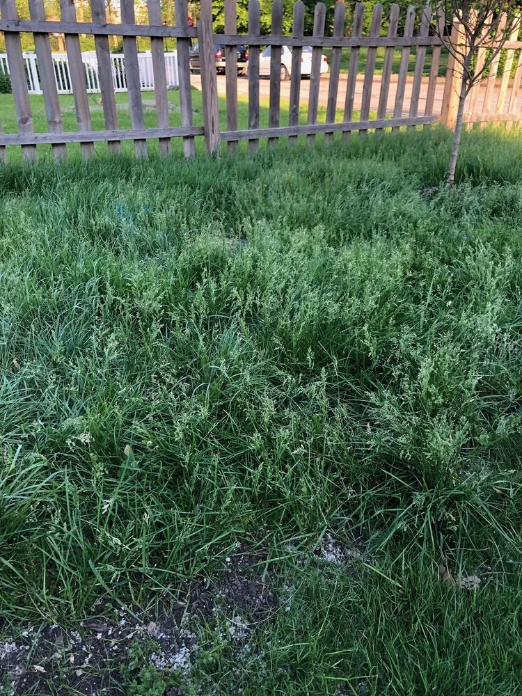 Expert yard cleanup service with custom design in Indianapolis, IN by Lawn Love Lawn Care